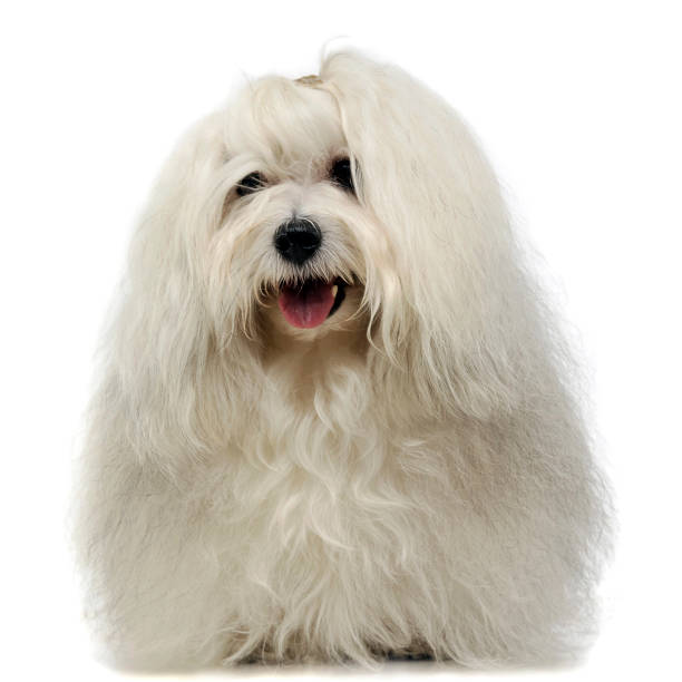 istock lovely shi-tzu smile in a  white photo studio 1185641671