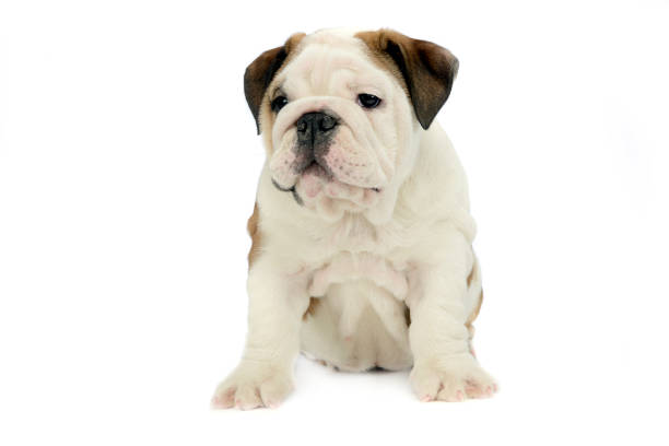 istock Puppy bulldog baby sitting in white studio 1185641711