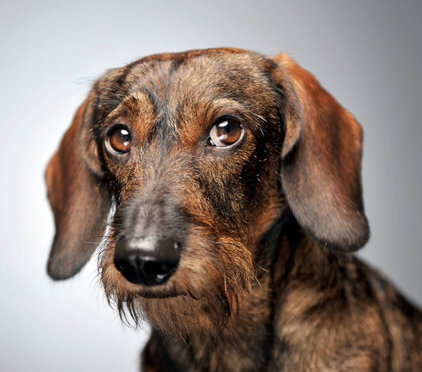istock wired hair dachshund portait in gray studio 1185641853