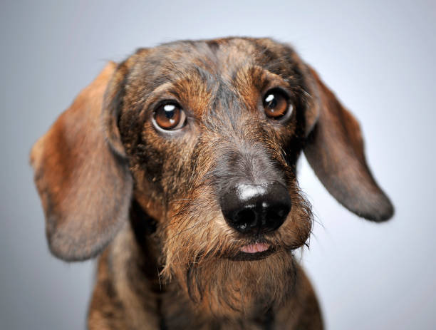 istock wired hair dachshund portrait in gray studio 1185641884