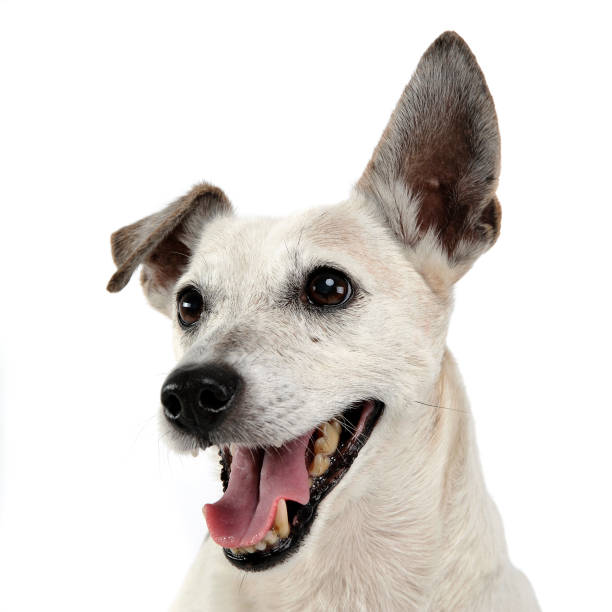 istock funny ears white dog open mouth portrait in white background 1185641945