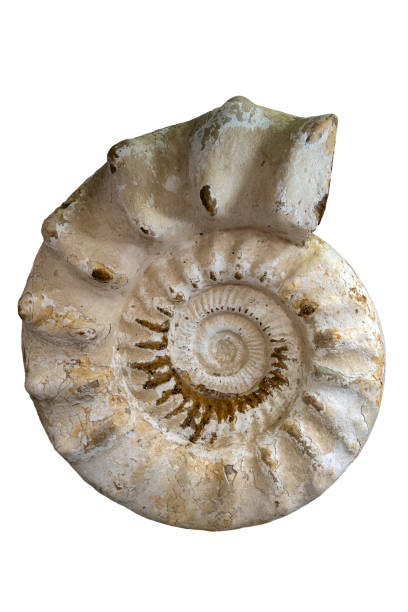 istock Closeup of an ammonite prehistoric fossil - detail 1185642881