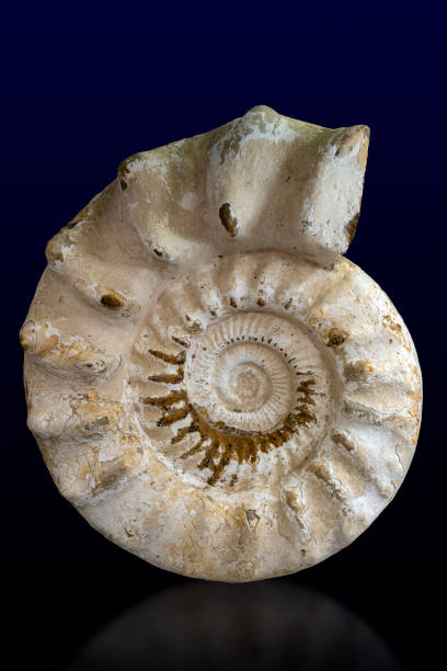 istock Closeup of an ammonite prehistoric fossil - detail 1185642943