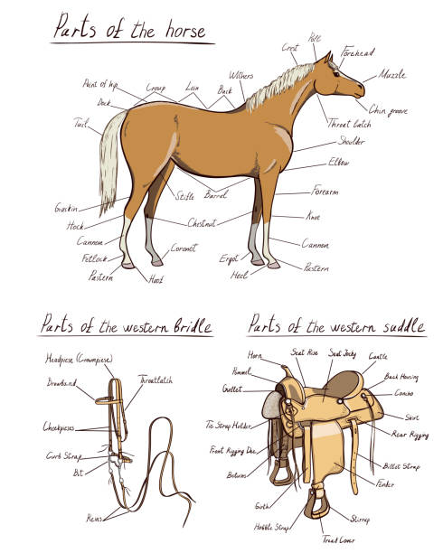 西洋馬、サドル、ブライドルセットの一部。馬の解剖学。馬術スキームテキスト。 - horse cutting competition点のイラスト素材／クリップアート素材／マンガ素材／アイコン素材