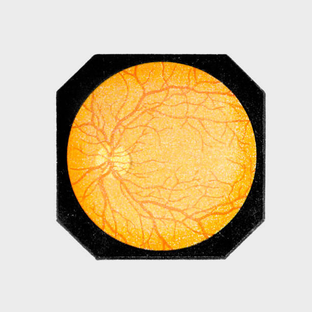 Intact eye inside Illustration of a Intact eye inside animal retina illustrations stock illustrations