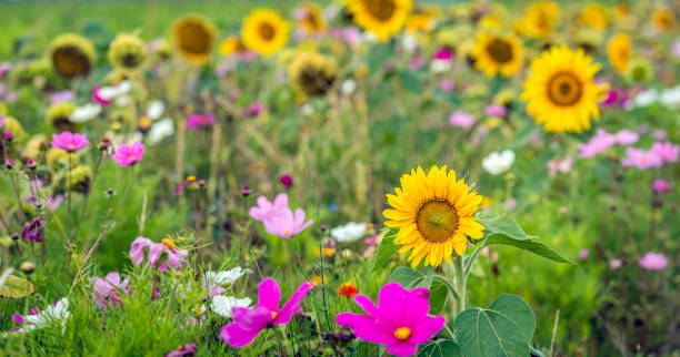 istock Closeup of a sunflower in a multicolored field margin 1185648251