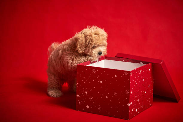 istock little cute puppy sits in a gift box on red background 1185649126