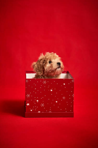istock little cute puppy sits in a gift box on red background 1185649168