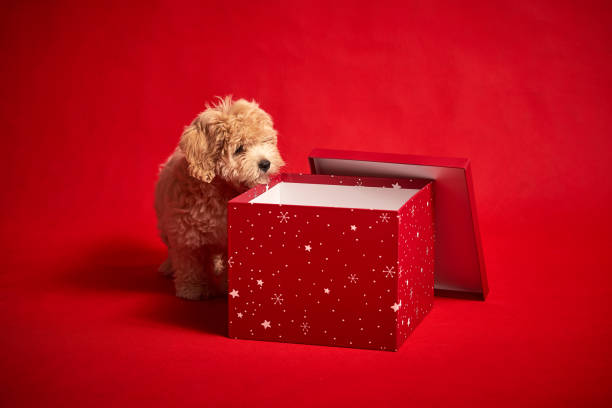 istock little cute puppy sits in a gift box on red background 1185649170