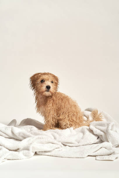 istock puppy playing on a towel after bathing on a white background 1185649176