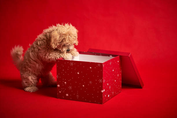 istock little cute puppy sits in a gift box on red background 1185649221