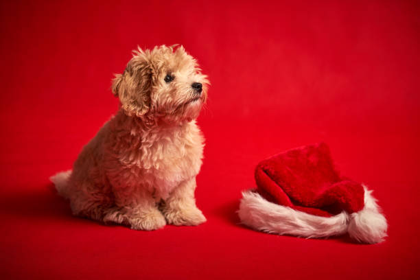istock little puppy playing with a Santa's hat on red background 1185649222