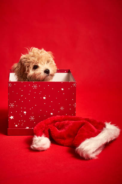 istock little cute puppy sits in a gift box on red background 1185649226