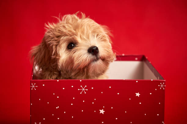 istock little cute puppy sits in a gift box on red background 1185649243