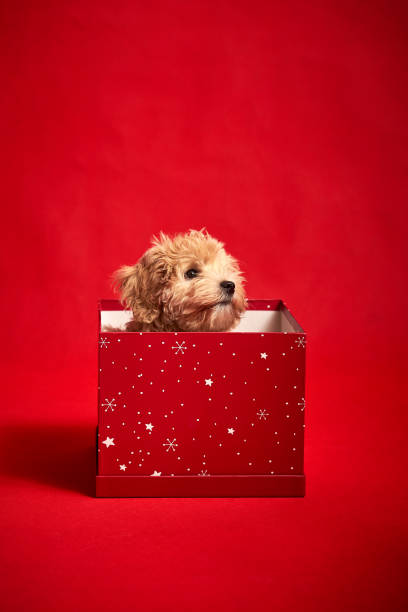 istock little cute puppy sits in a gift box on red background 1185649247