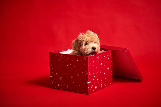 istock little cute puppy sits in a gift box on red background 1185649248
