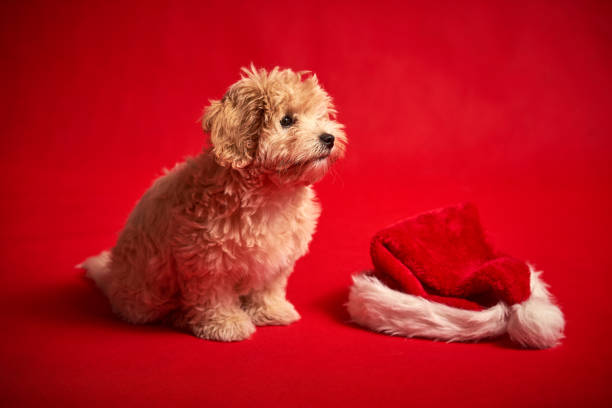 istock little puppy playing with a Santa's hat on red background 1185649271