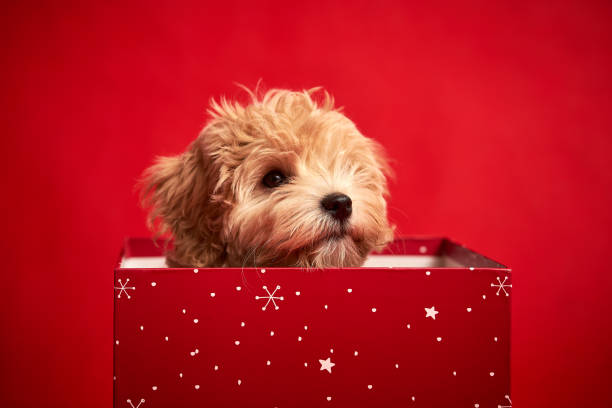istock little cute puppy sits in a gift box on red background 1185649273