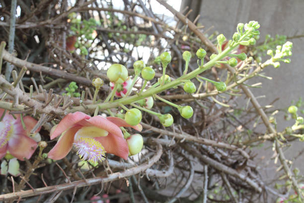 istock Shorea robusta or Cannonball flower from the tree 1185649288