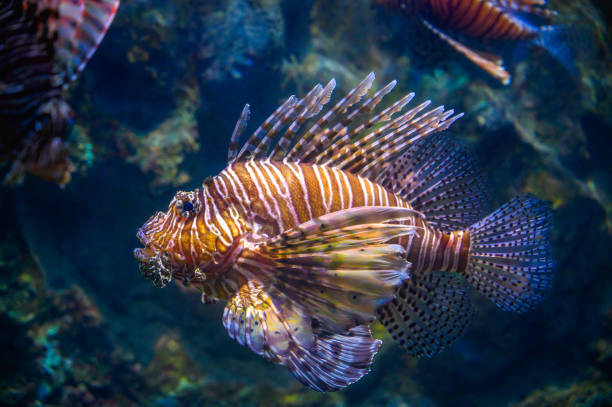 istock miles lionfish Swimming in coral under the sea 1185649320