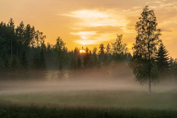 istock View over a misty field with the sun setting in the tree line 1185650367