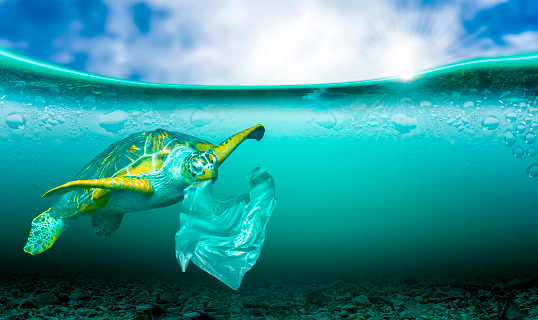 Plastic Pollution In Marine Environmental Problems Animals In The Sea Cannot Live And Cause Plastic Pollution In The Ocean Stock Photo - Download Image Now - iStock Plastic Pollution In Marine Environmental Problems Animals In The Sea Cannot Live And Cause Plastic Pollution In The Ocean Stock Photo - Download Image Now - iStock