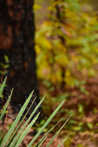 istock Adam's Needle leaves entering frame from below with part of burnt pine tree trunk in background 1185651489