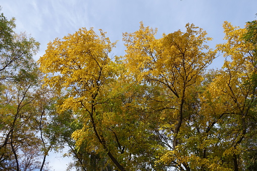 Ash tree with colorful autumnal foliage against blue sky