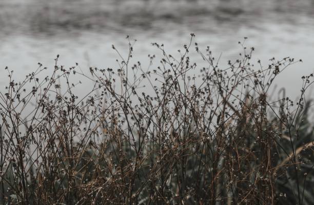istock Grass in autumn near river 1185652937