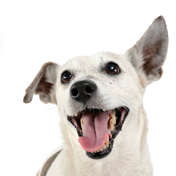 istock funny ears mixed breed dog portrait in white studio 1185654781