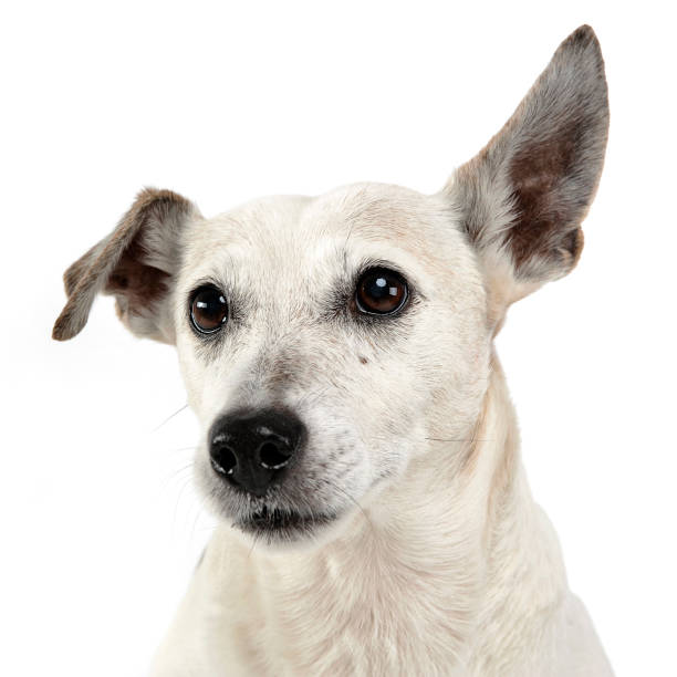 istock funny ears mixed breed dog portrait in white studio 1185654789