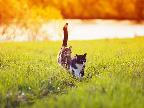 two cute beautiful pet cats walking on green grass on a summer Sunny meadow catching up with each other