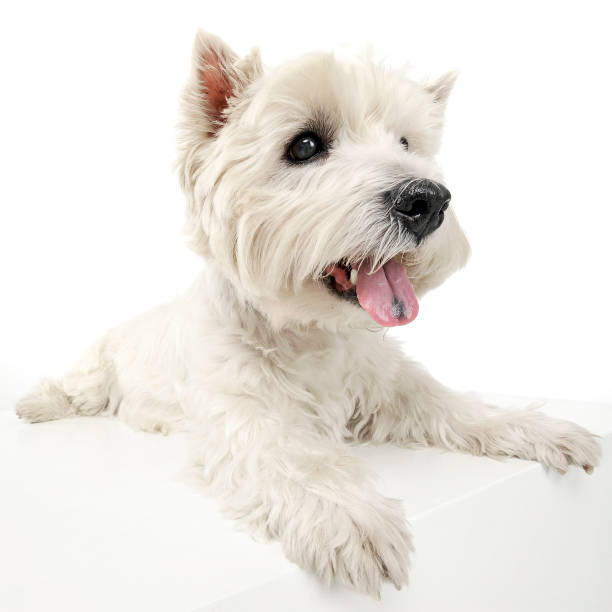 istock west highland white terrier relaxing in a big white cube 1185655299
