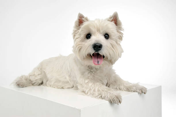 istock west highland white terrier relaxing in a big white cube 1185655302