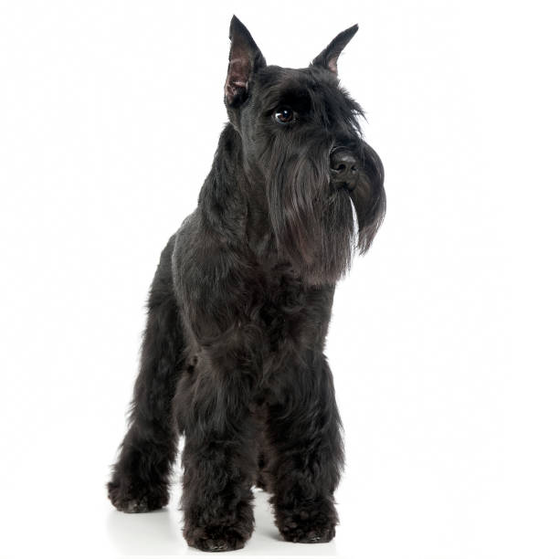 istock Miniature Schnauzer sitting sideways in a white photo studio 1185655317