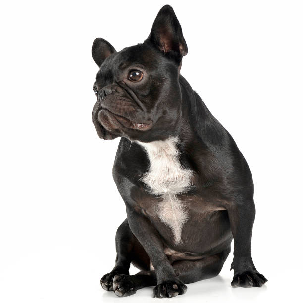 istock French bulldog portrait in the white studio 1185655321