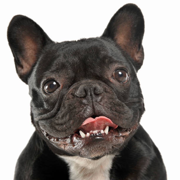 istock French bulldog portrait in the white studio 1185655330