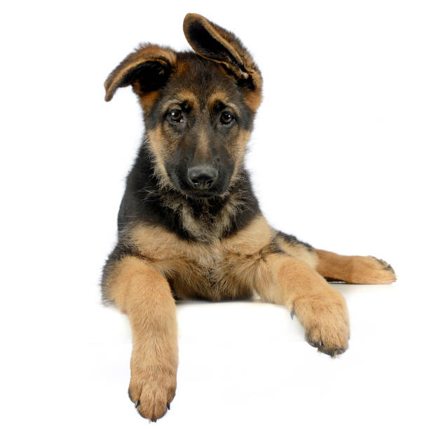 istock flying ears puppy german shepherd relaxing in a white photo studio 1185655341