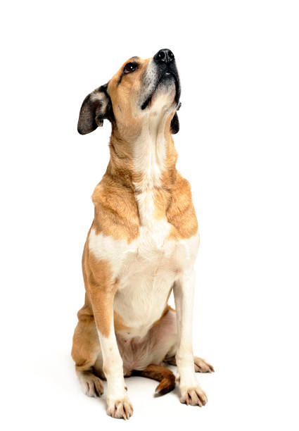 istock Mixed breed dog sitting in a white background 1185655392