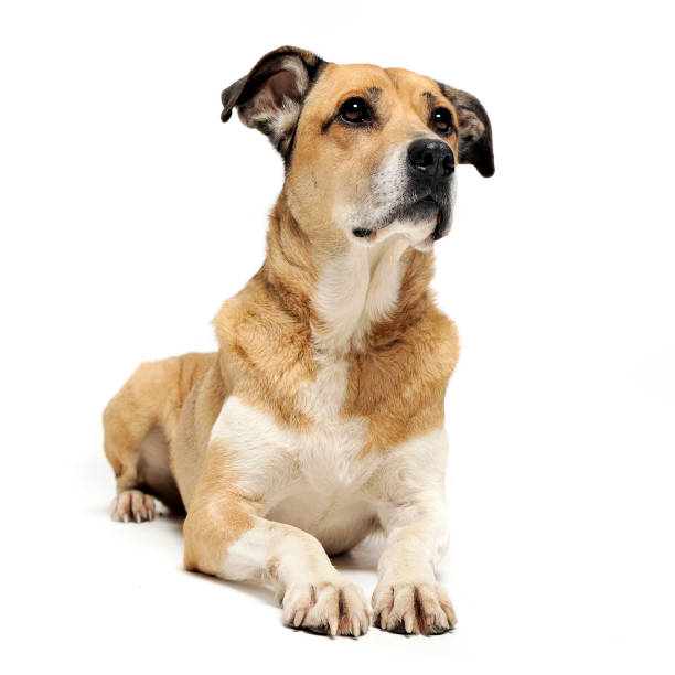 istock Mixed breed dog lying and looking in a white background 1185655421