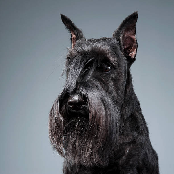 istock Miniature Schnauzer portrait  in a dark studio background 1185655444