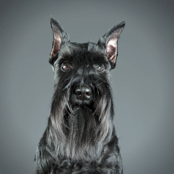 istock Miniature Schnauzer portrait in a gray studio background 1185655475