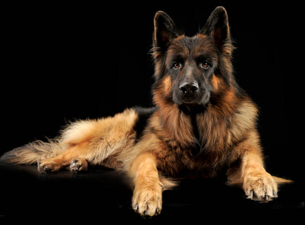 istock German shepherd dog portrait in a black studio 1185655478