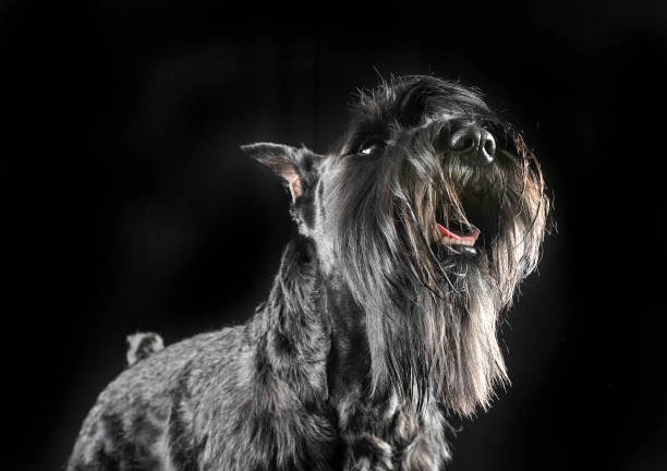 istock Miniature Schnauzer looking up in a black studio background 1185655486