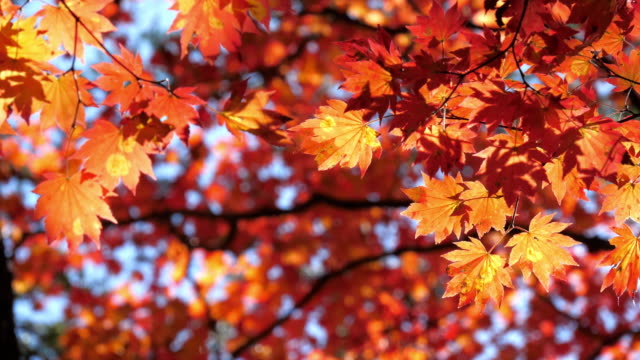 Maple leaf in red color Autumn time in Japan , Nature footage Slow motion