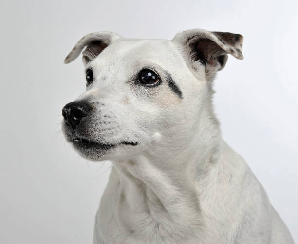 istock white mixed breed dog with funny ears portrait in white background 1185658298