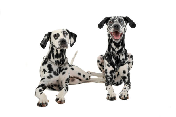 istock two cute dalmatians lying in white background photo studio 1185658317