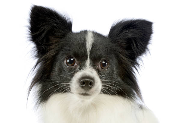 A black and white Papillon lying on a bed in the sun inside the home looking unimpressed.