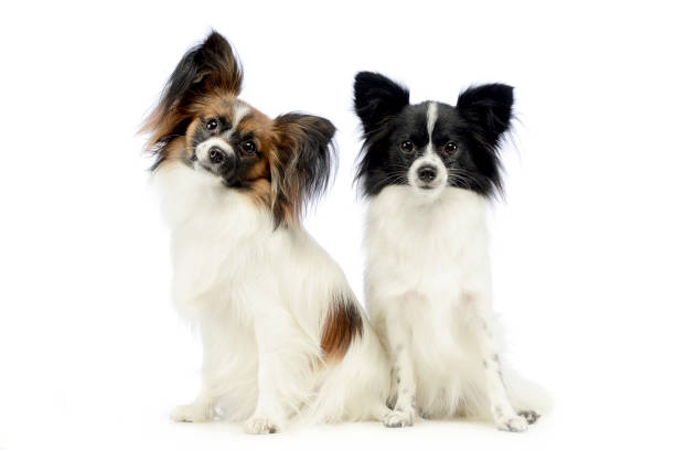 istock two cute papillon sitting in white photo studio 1185658357