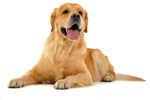 istock golden retriever relaxing in white studio 1185658359
